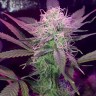 Семена конопли  Auto Lemon Haze feminised Ganja Seeds