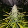 Семена конопли  Auto Lemon Haze feminised Ganja Seeds