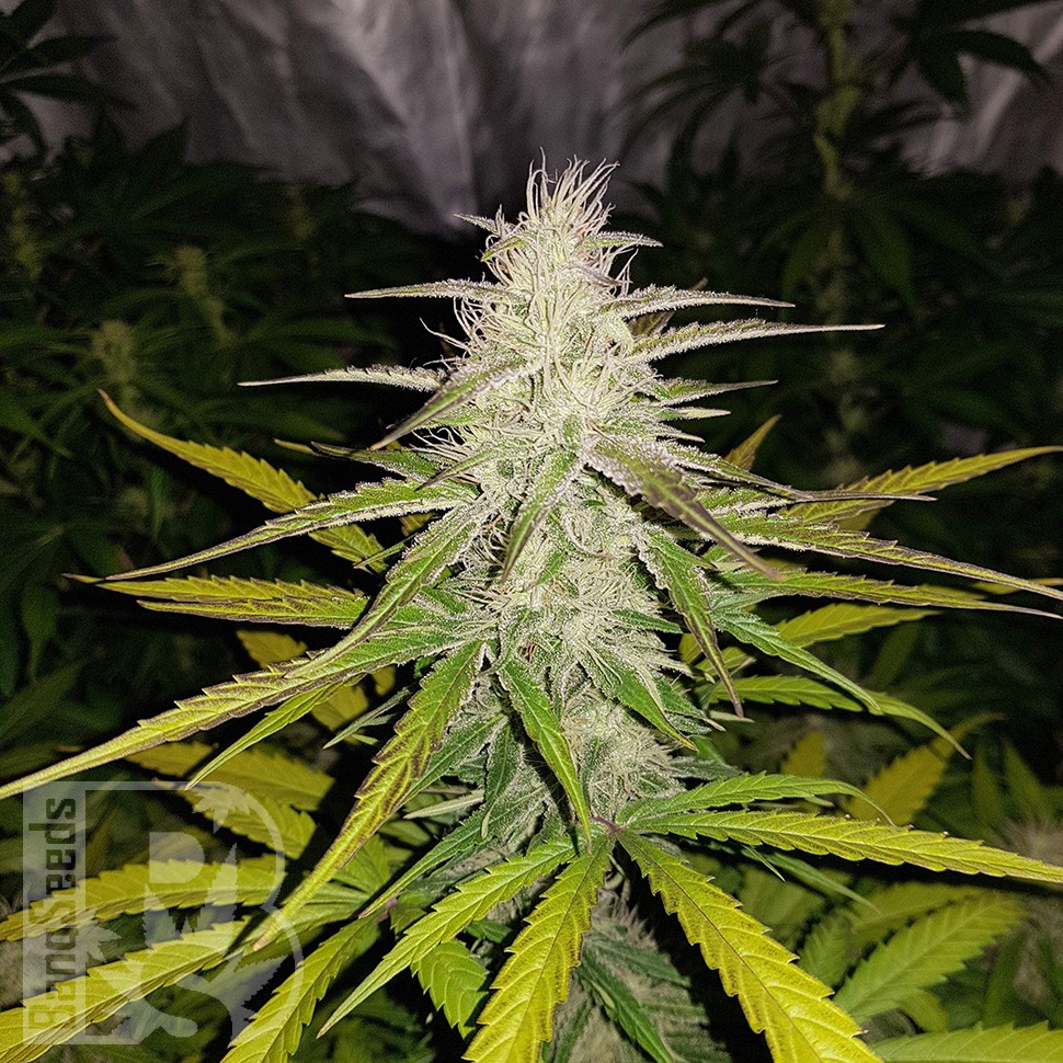 Семена конопли  Auto Lemon Haze feminised Ganja Seeds