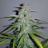 Семена конопли  Auto Lemon Haze feminised Ganja Seeds