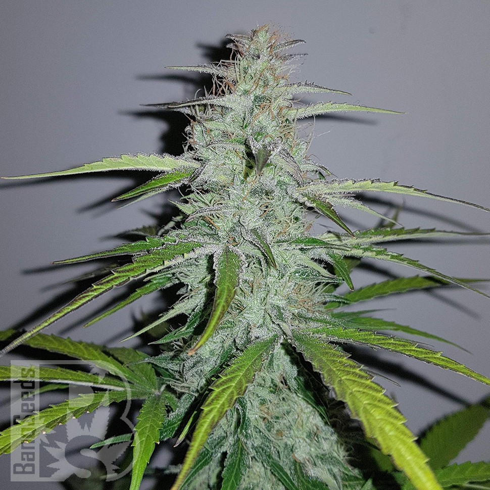 Семена конопли  Auto Lemon Haze feminised Ganja Seeds