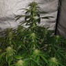 Семена конопли  Auto Lemon Haze feminised Ganja Seeds