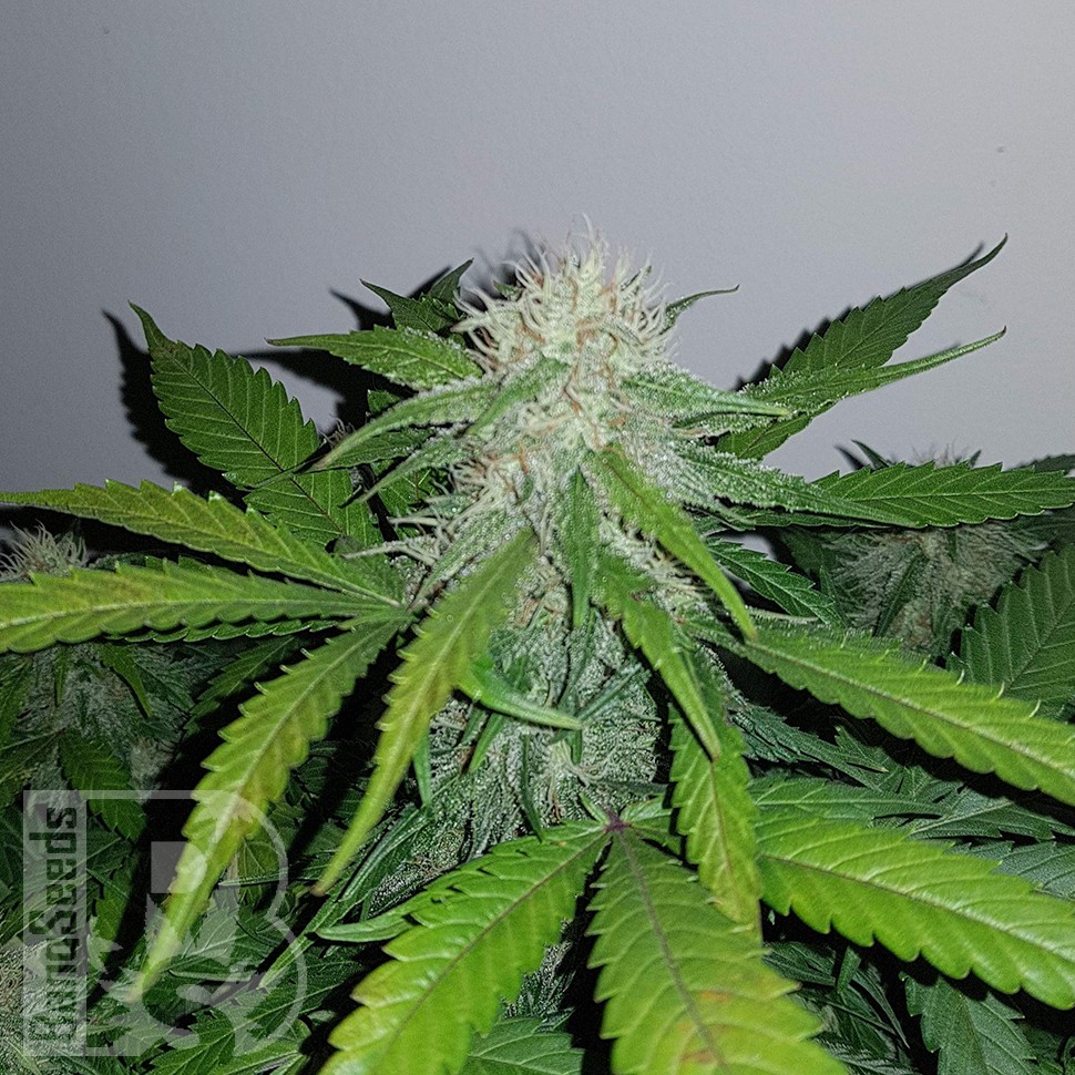 Семена конопли  Auto Lemon Haze feminised Ganja Seeds
