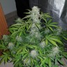 Семена конопли  Auto Lemon Haze feminised Ganja Seeds