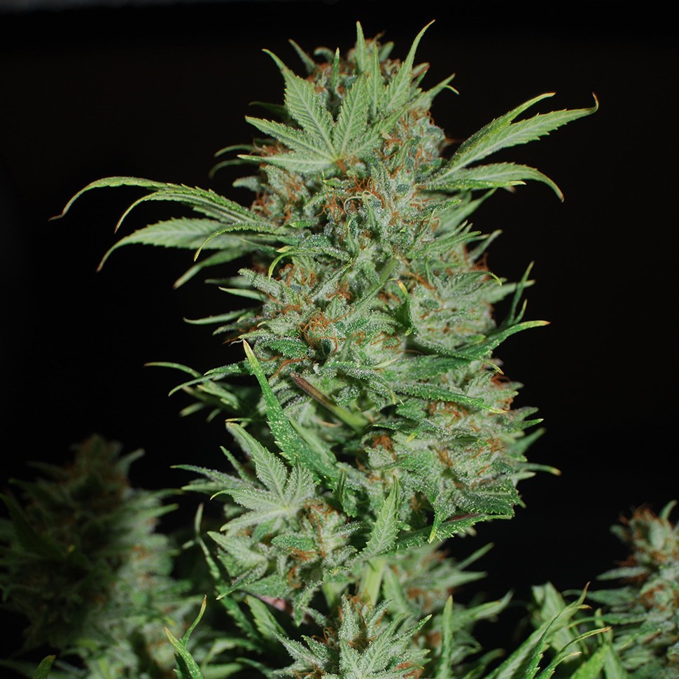 Семена  Auto Wembley regular Ganja Seeds