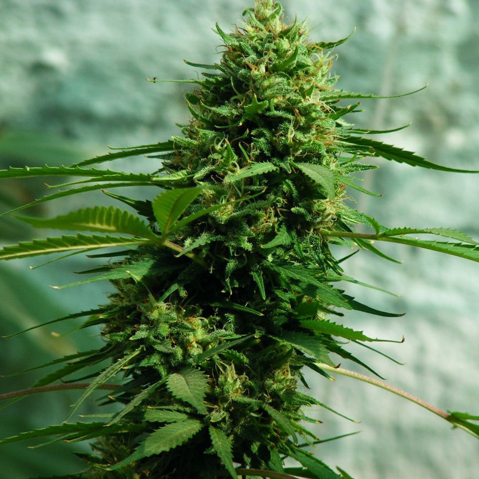 Семена марихуаны  Jack Herer feminised Ganja Seeds