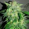 Семена ганжа  Auto Beshbarmak feminised Bang Seeds