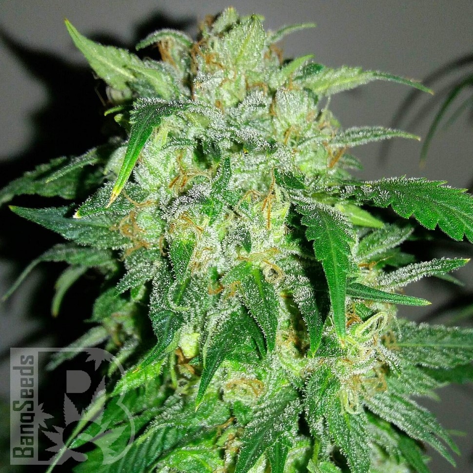 Семена ганжа  Auto Beshbarmak feminised Bang Seeds