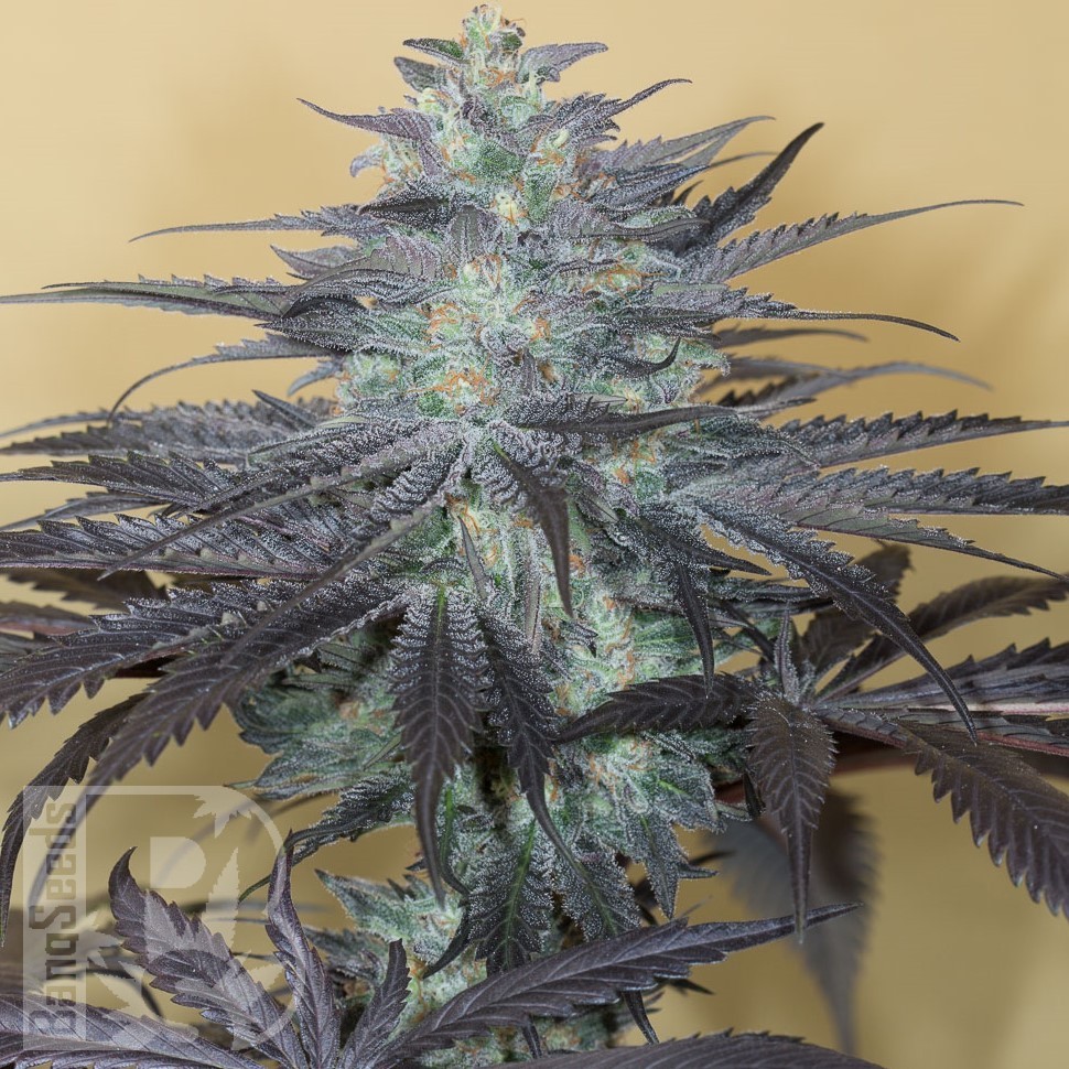 Семена ганжа  Auto Beshbarmak feminised Bang Seeds
