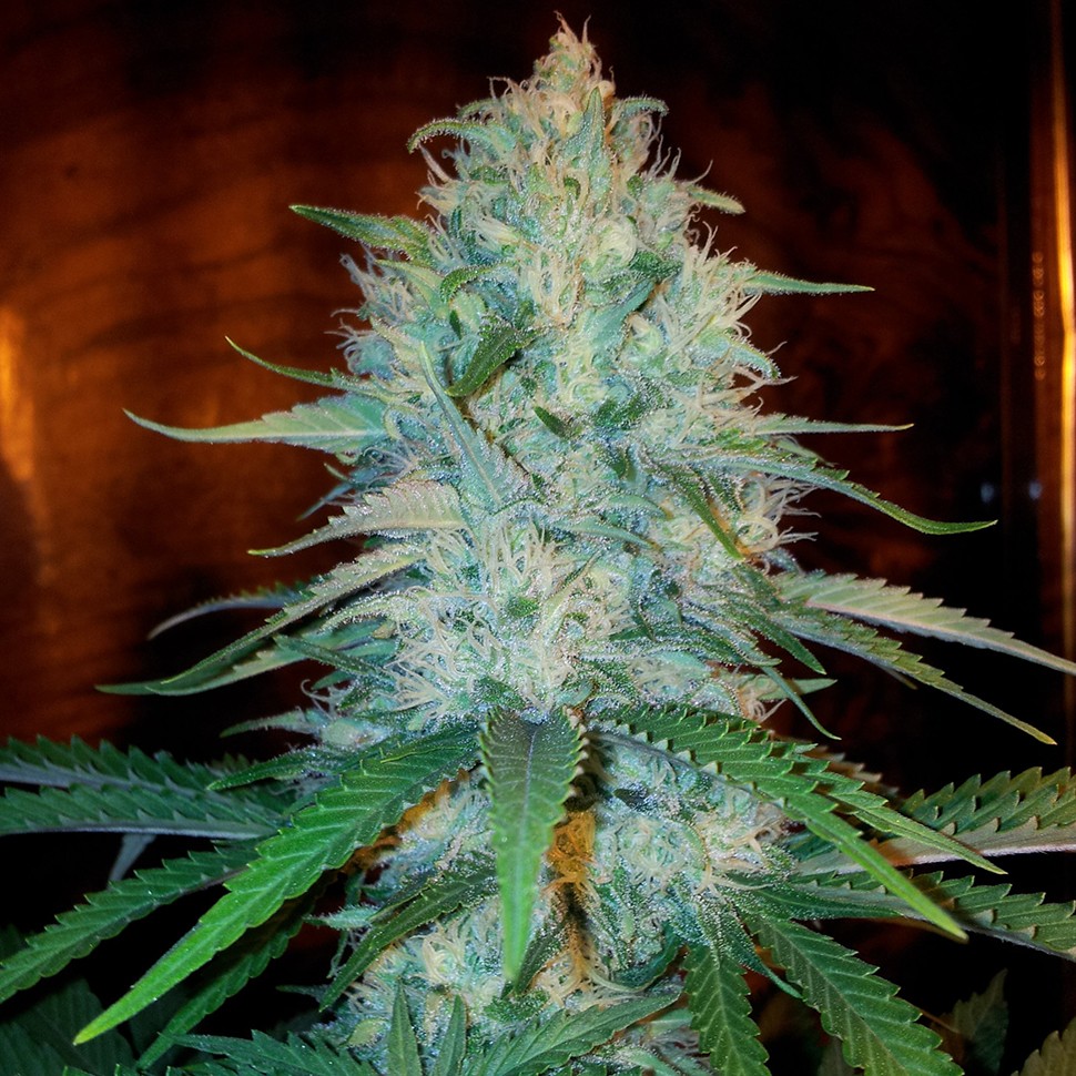 Семена Otrar feminised Bang Seeds