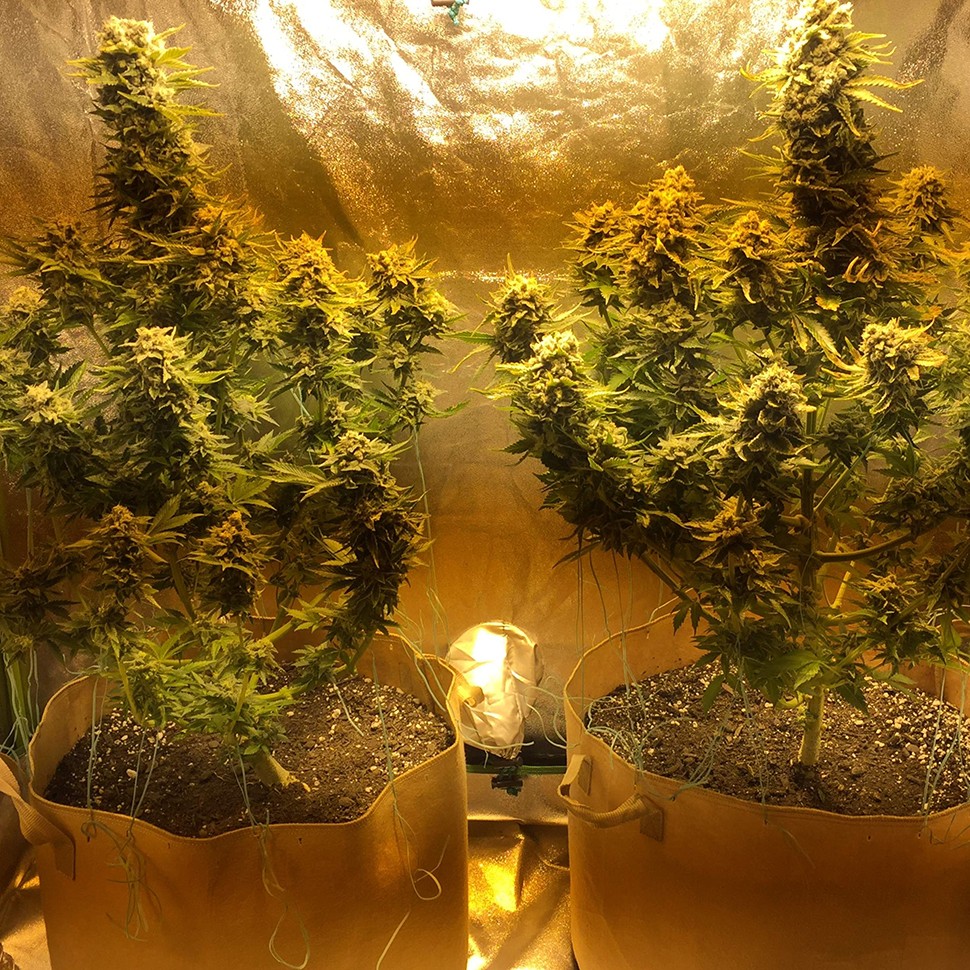 Семена конопли  Red Dragon regular Ganja Seeds