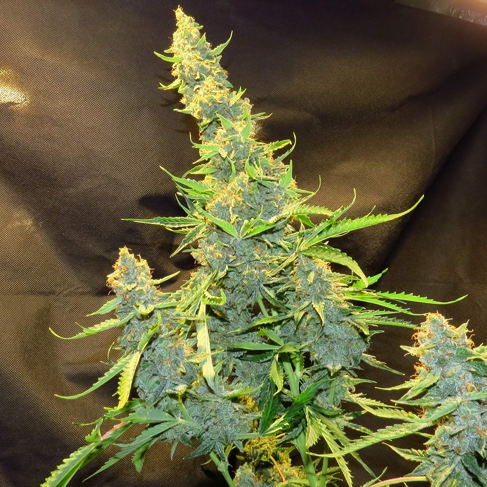 Семена Northern Lights x AK feminised Ganja Seeds