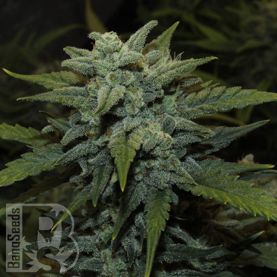 Семена конопли  Auto Chemdawg feminised Ganja Seeds