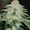 Семена конопли  Auto Chemdawg feminised Ganja Seeds