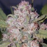 Семена конопли  Auto Chemdawg feminised Ganja Seeds