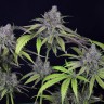 Семена конопли  Auto Chuck Chuck feminised Bang Seeds