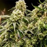 Семена конопли  Auto Chuck Chuck feminised Bang Seeds
