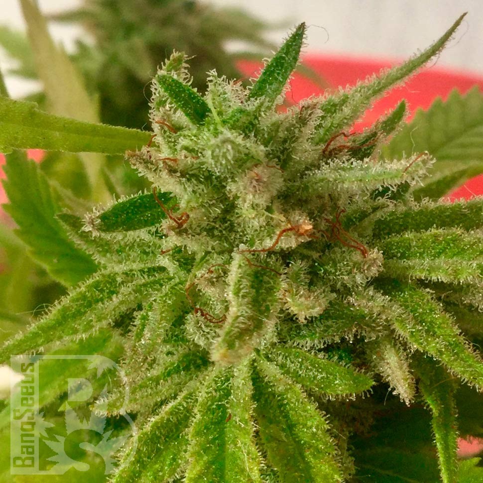 Семена  Auto Mandarine feminised Ganja Seeds