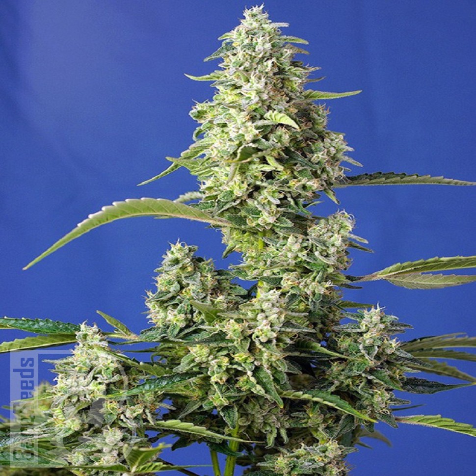 Семена марихуаны  Auto Gorilla Girl XL feminised Ganja Seeds