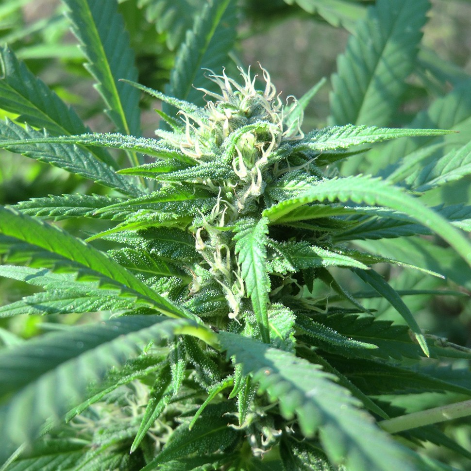Семена конопли  Hollands Hope regular Ganja Seeds