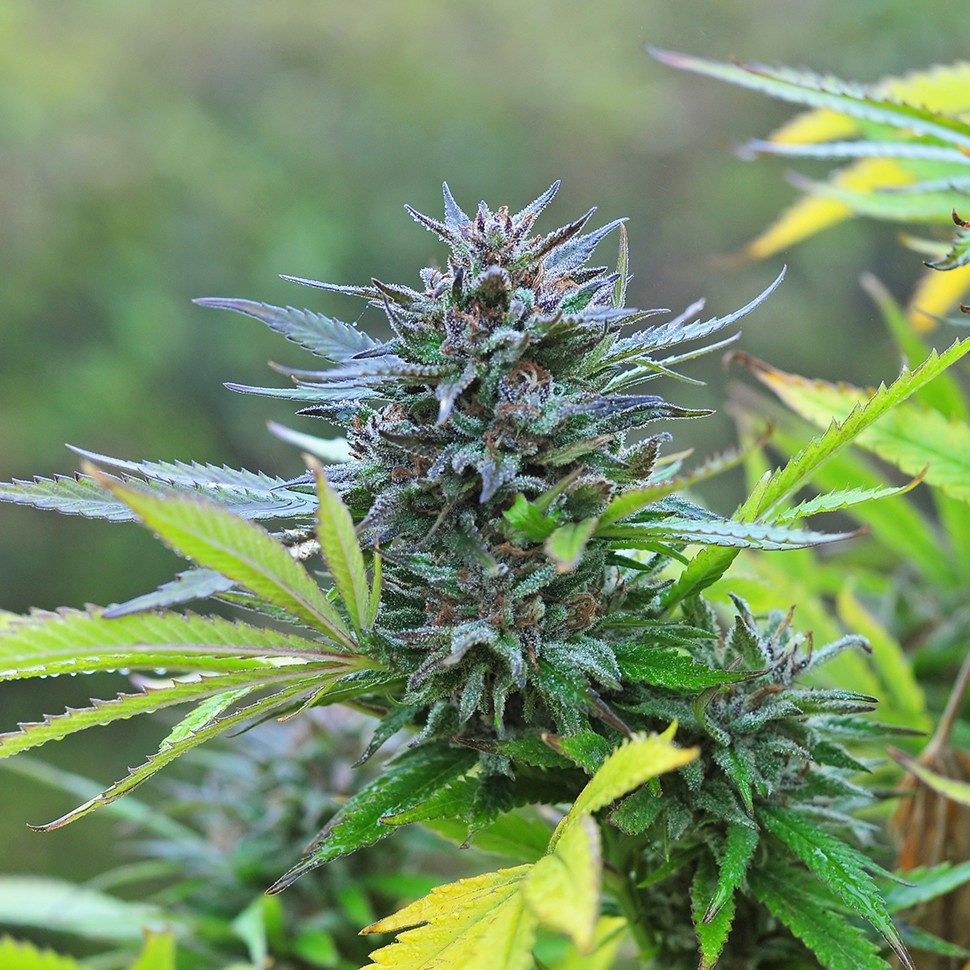 Семена  Super Hash feminised Ganja Seeds