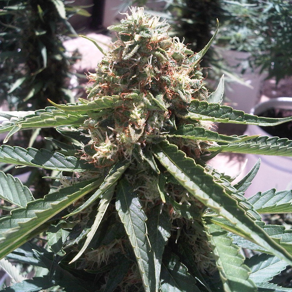Семена марихуаны  Passion #1 x Narkush feminised Ganja Seeds