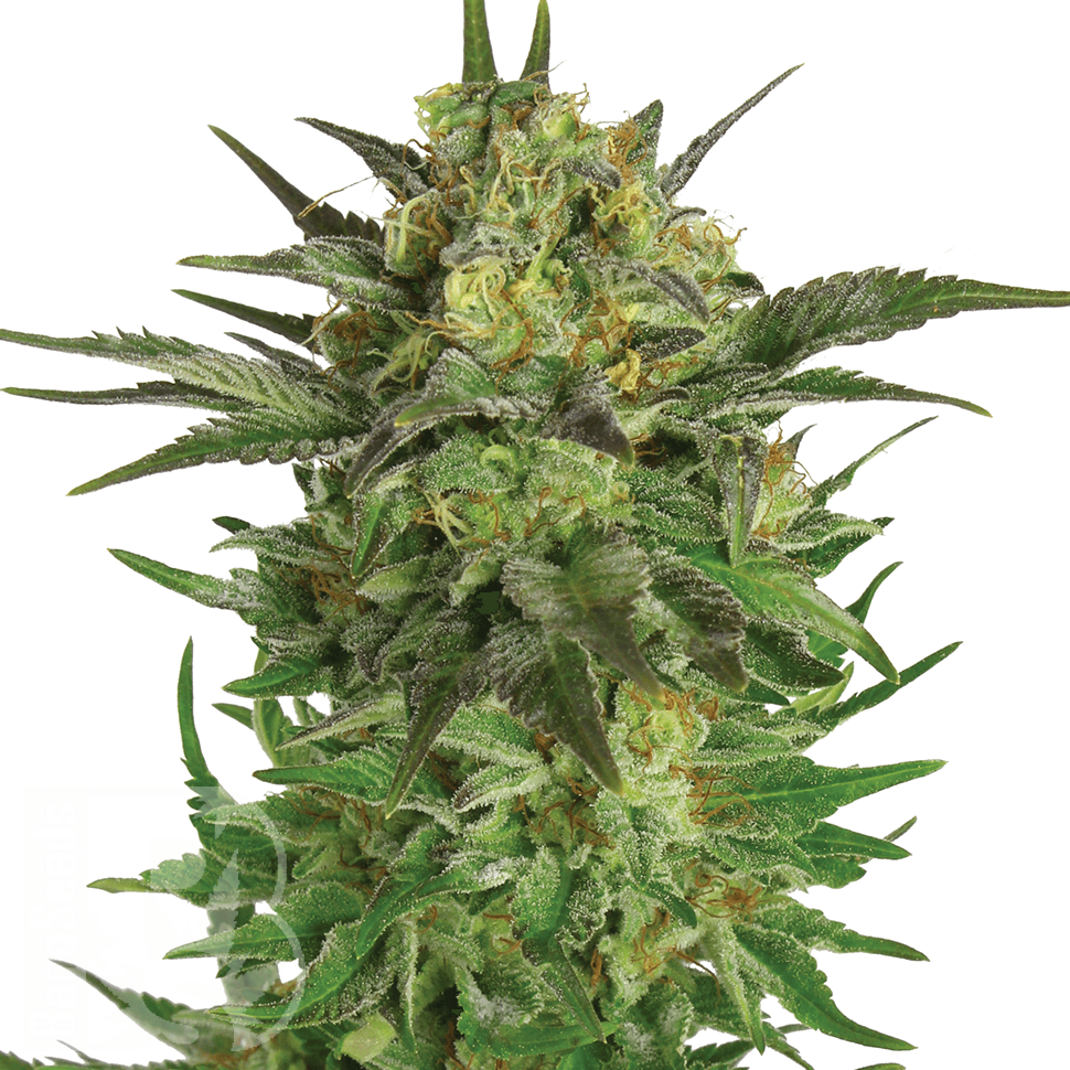 Семена марихуаны  Talas feminised Bang Seeds