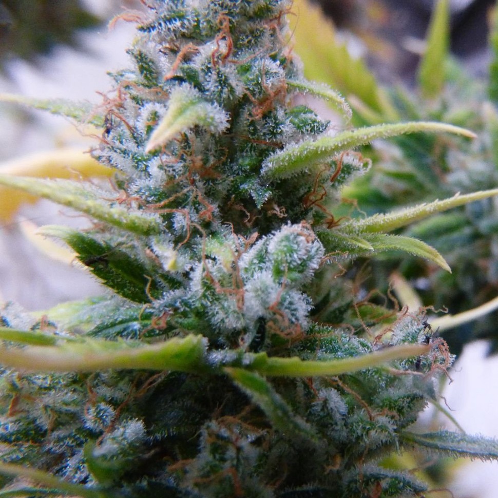 Семена каннабиса  Auto Mix feminised Ganja Seeds
