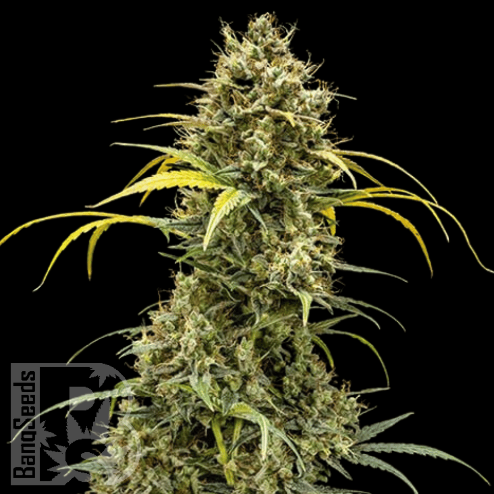 Семена ганжа  Auto Maria feminised Ganja Seeds