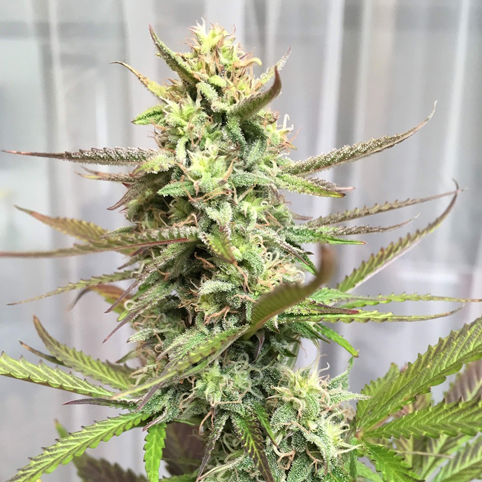 Семена  Point regular Ganja Seeds