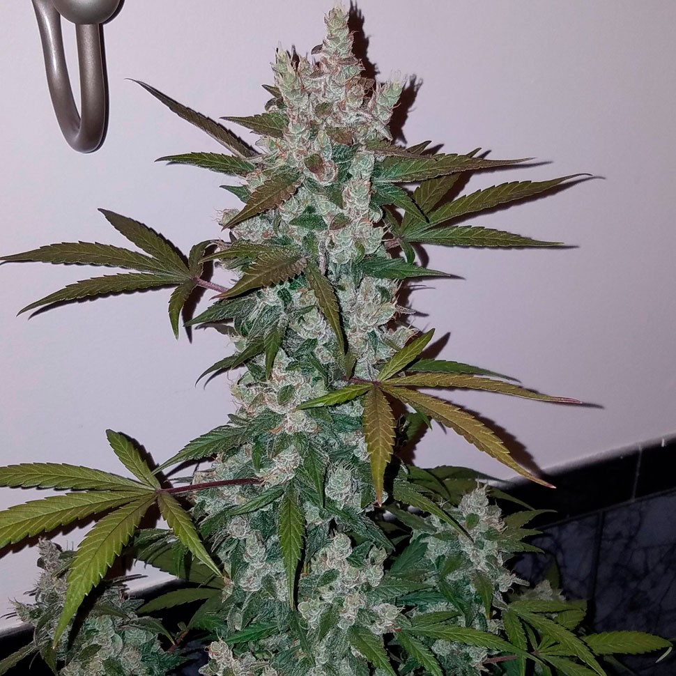 Семена ганжа Russian Snow feminised Ganja Seeds