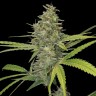 Семена конопли  Himalaya Gold CBD feminised Ganja Seeds