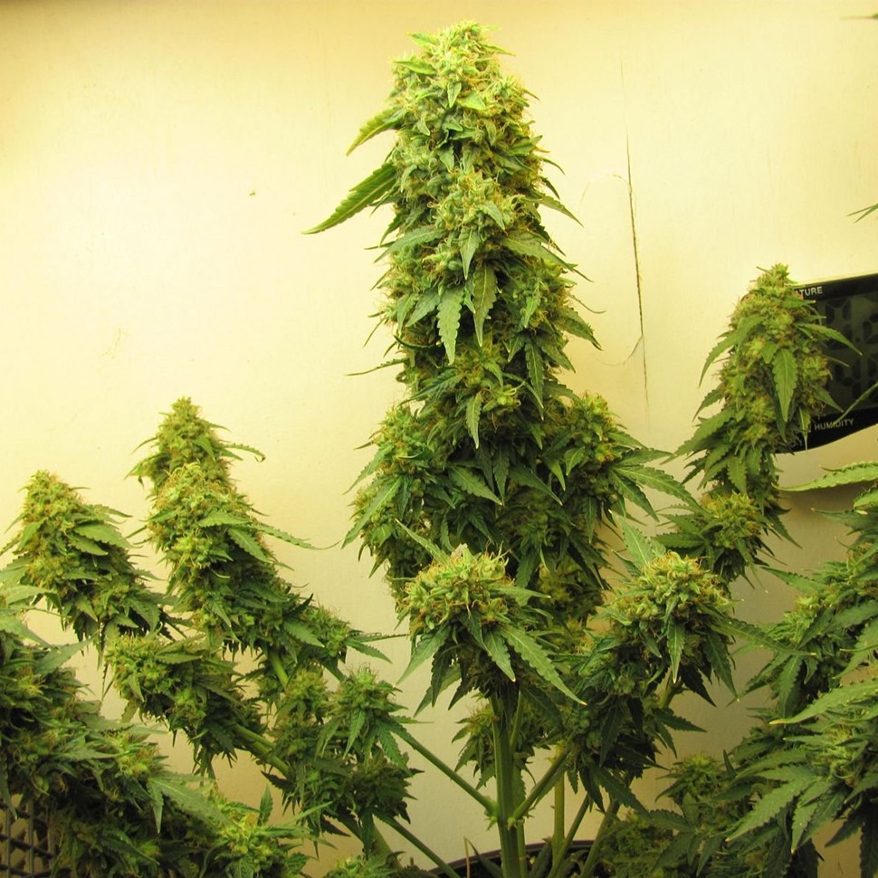 Семена конопли Talgar feminised Bang Seeds