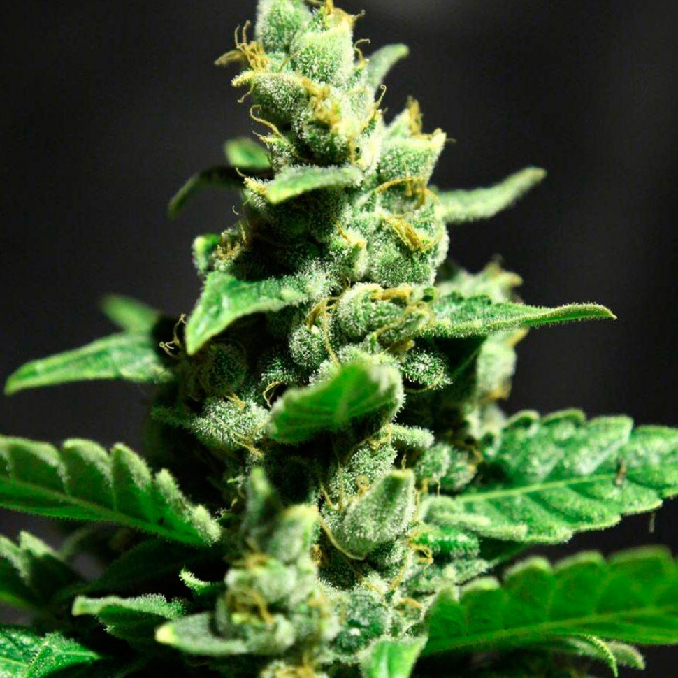 Семена  Auto Fast Bud #2 feminised Ganja Seeds