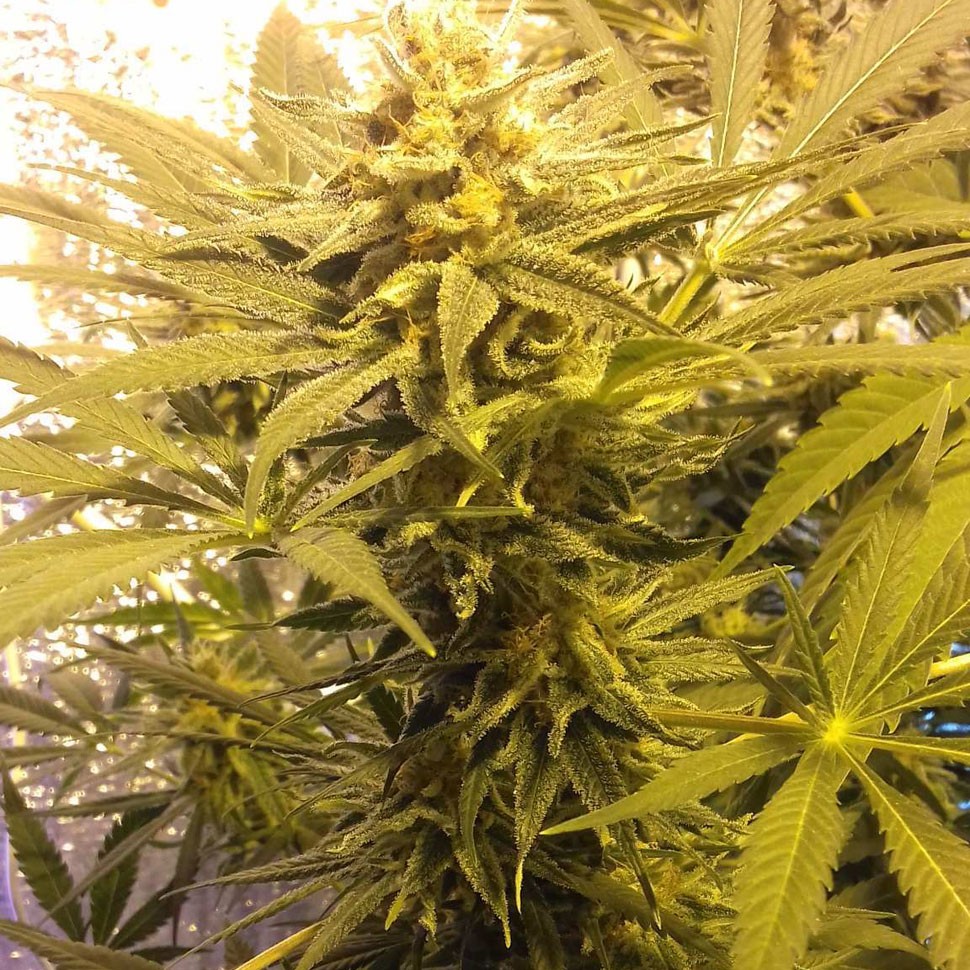 Семена марихуаны  Marmalate feminised Ganja Seeds