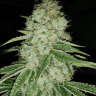 Семена марихуаны  Marmalate feminised Ganja Seeds