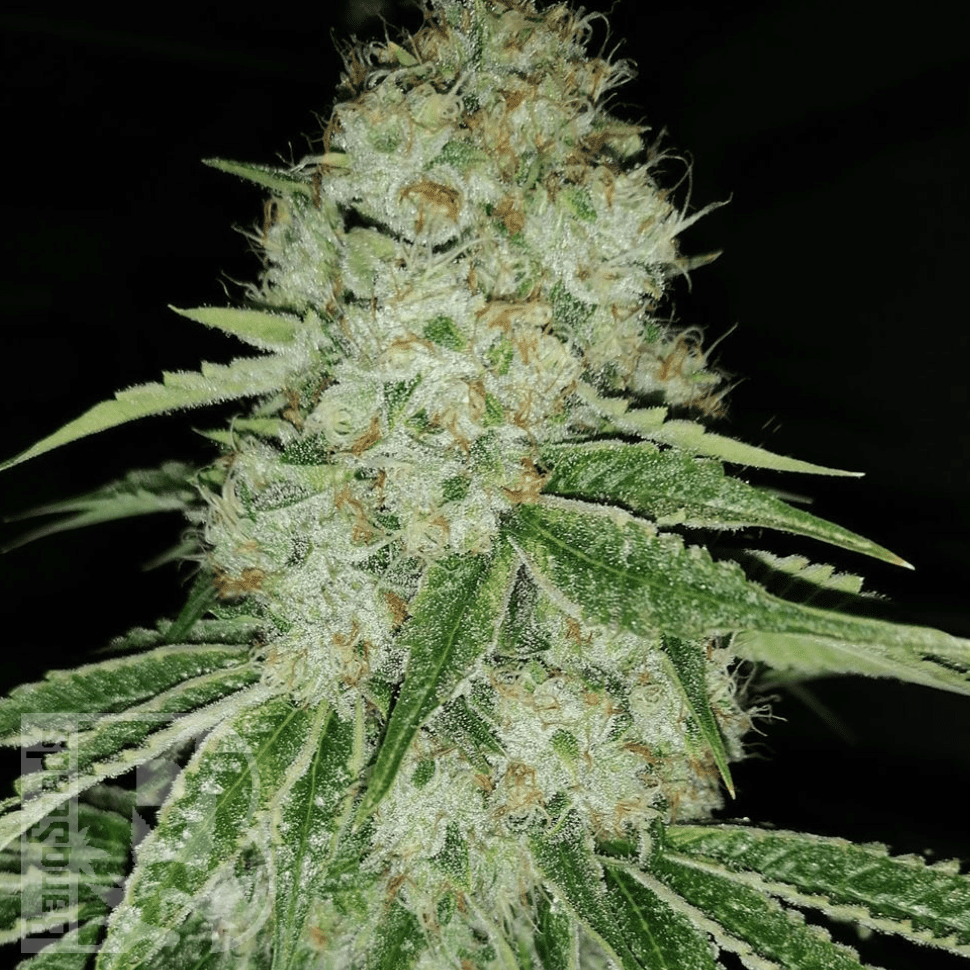 Семена марихуаны  Marmalate feminised Ganja Seeds