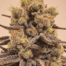 Семена марихуаны  Marmalate feminised Ganja Seeds