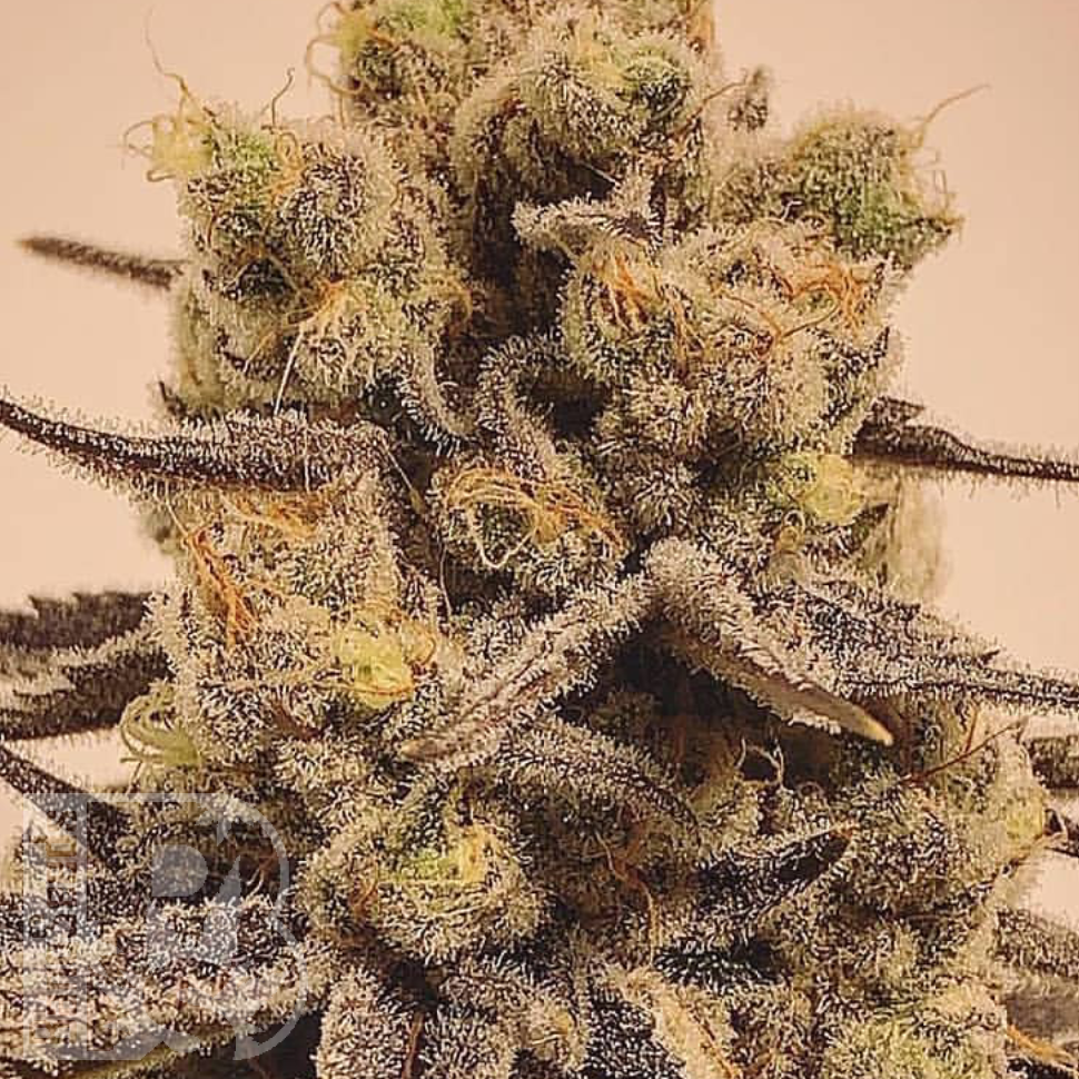 Семена марихуаны  Marmalate feminised Ganja Seeds