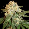 Семена марихуаны  Marmalate feminised Ganja Seeds