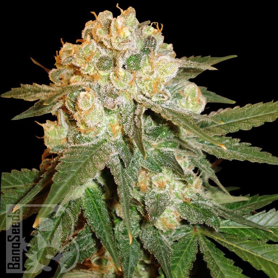 Семена марихуаны  Marmalate feminised Ganja Seeds