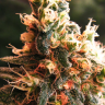 Семена конопли  Kalashnikova feminised Ganja Seeds