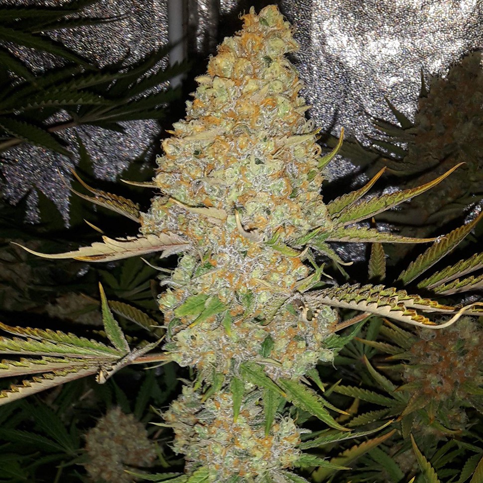 Семена каннабиса  Critical Kush regular Ganja Seeds