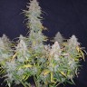 Семена  Auto Wembley feminised Ganja Seeds