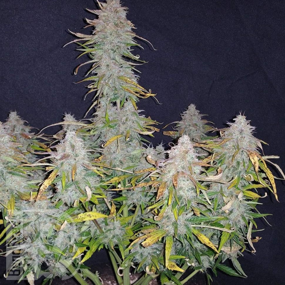 Семена  Auto Wembley feminised Ganja Seeds