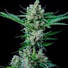 Семена  Auto Wembley feminised Ganja Seeds