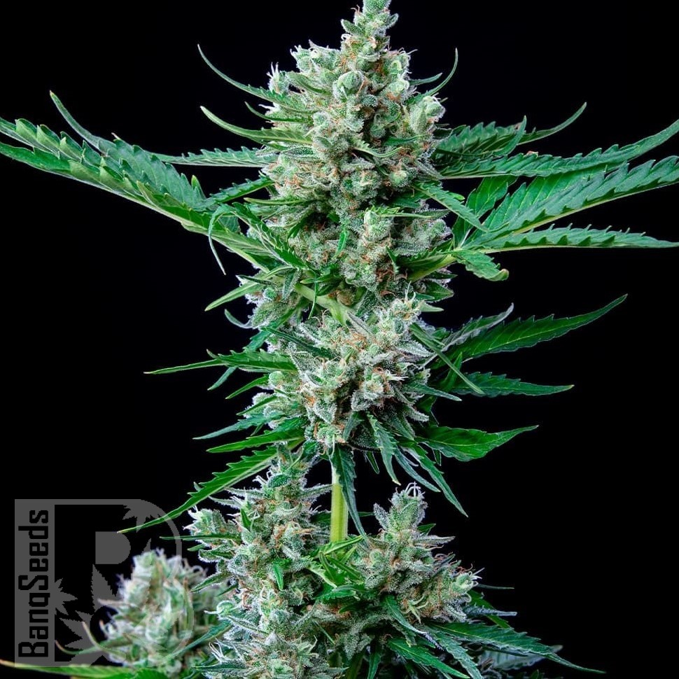 Семена  Auto Wembley feminised Ganja Seeds