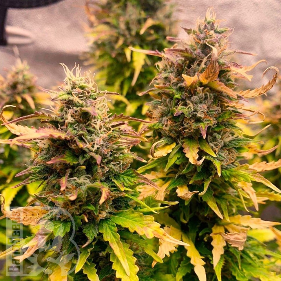 Семена  Auto Wembley feminised Ganja Seeds