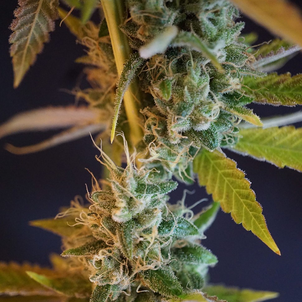 Семена каннабиса Shiva Skunk feminised Ganja Seeds