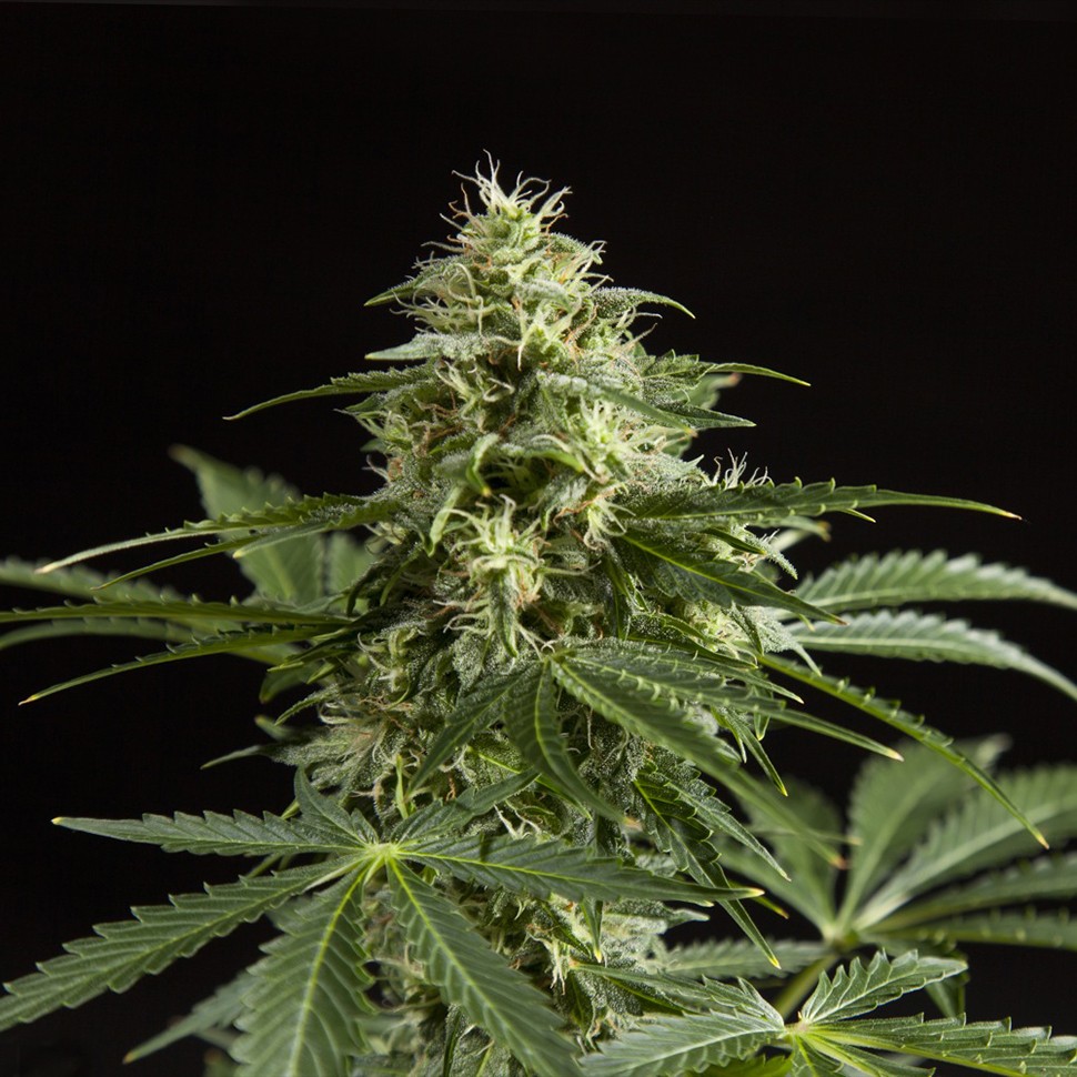 Семена каннабиса Auto Irimshik feminised Bang Seeds